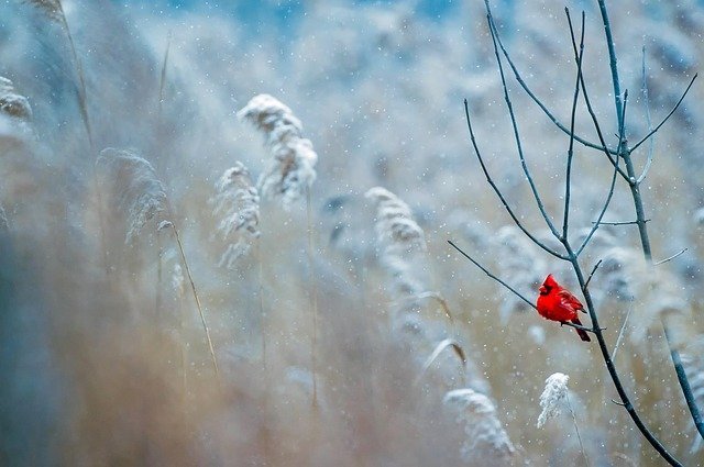 Bird in winter | Photo: Pixabay
