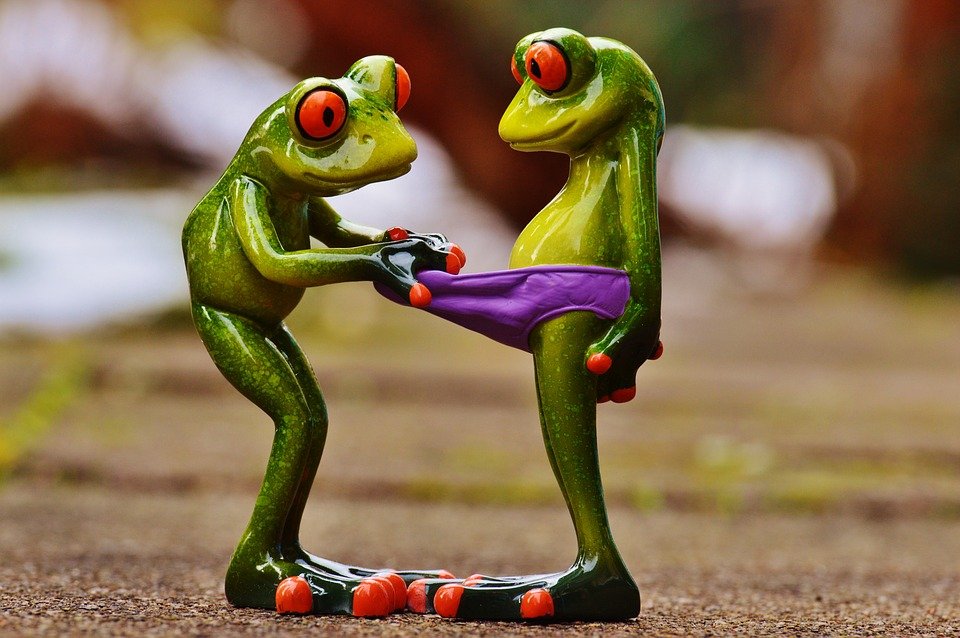 Image de deux grenouilles. | Source : Pixabay