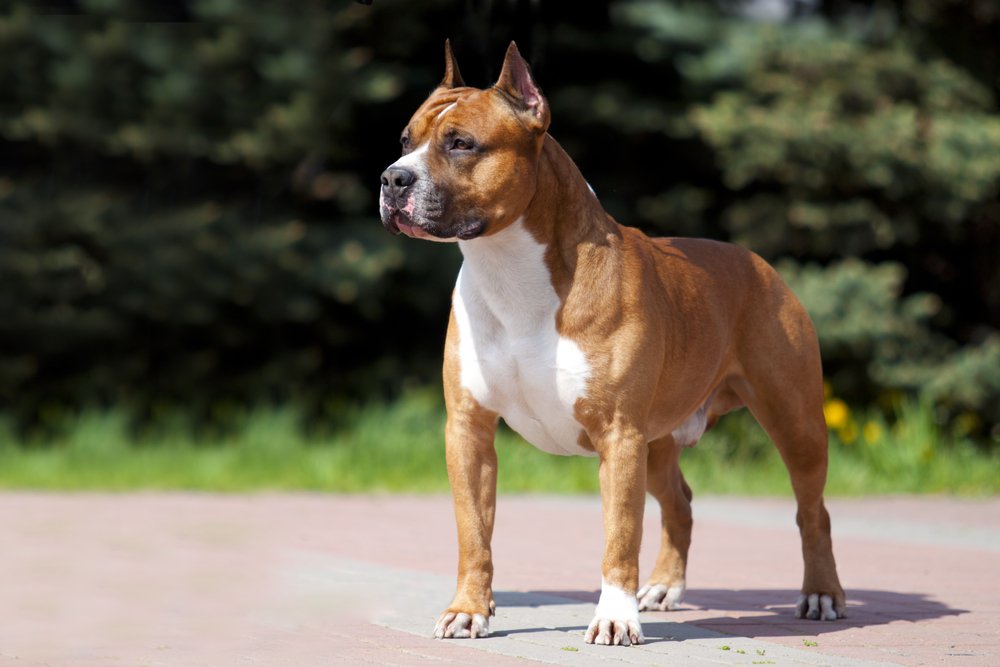 Retrato al aire libre de un American Staffordshire Terrier. | Foto: Shutterstock