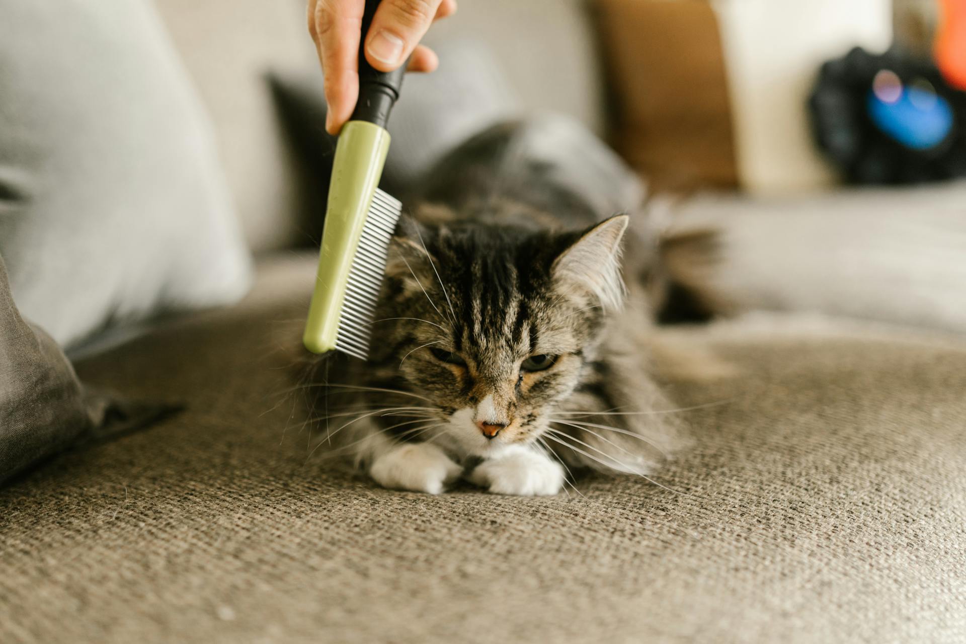 A person running a comb through a cat's fur | Source: Pexels