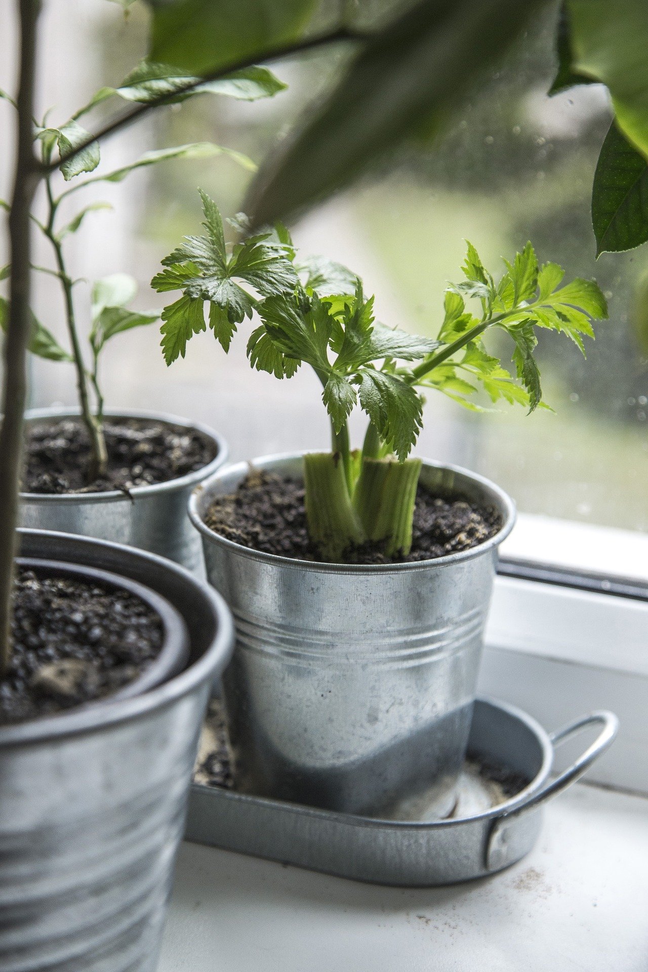 Une plante à l'intérieur. | Photo : Pixabay