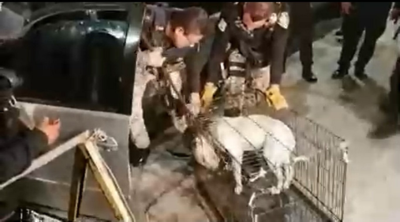 Perro en jaula.| Imagen tomada de: Twitter/SSP_CDMX Perro en jaula.| Imagen tomada de: Twitter/SSP_CDMX