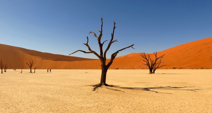 Bare Trees On Sand Dune Against Clear Sky | Photo: Getty Images