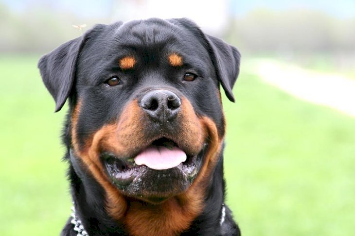 Un Rottweiler. Photo : Wikimedia Commons Un Rottweiler. Photo : Wikimedia Commons