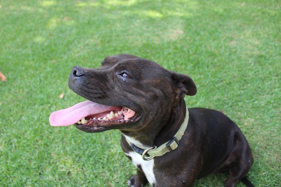Un staffordshire bull terrier. l Source: Pixabay