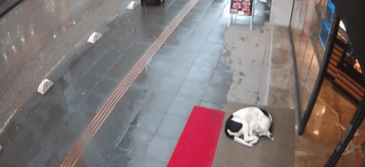 Un chien errant s'abritant de la pluie sous l'auvent d'un magasin. l Source: Facebook/Boran Karahan