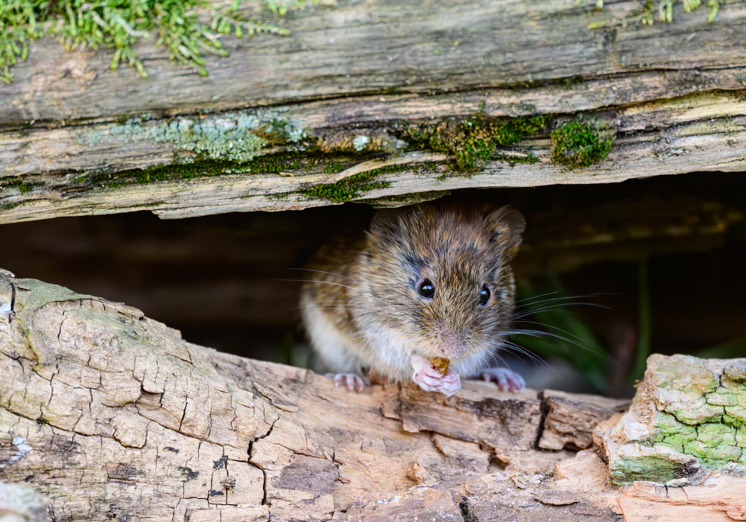 A bank vole (Myodes glareolus), photographed on 17 April 2026. The bank vole is also known as the forest vole. The bank vole can transmit the hantavirus and leptospirosis, which are dangerous to humans. | Source: Getty Images