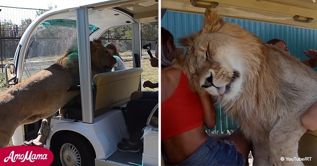 Massive lion climbs into open safari vehicle filled with unsuspecting tourists (video)