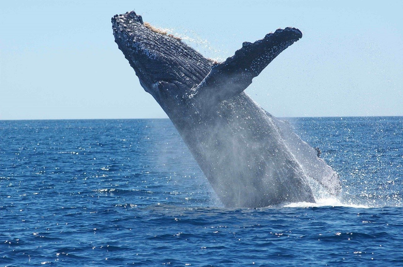 A whale swimming in the water. I Image: Pixabay