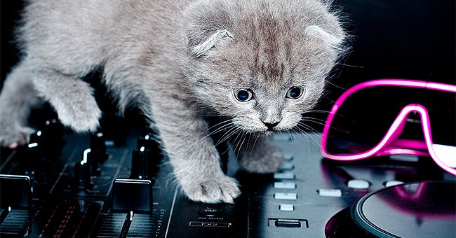 Gato sobre equipo de música. | Foto: Shutterstock