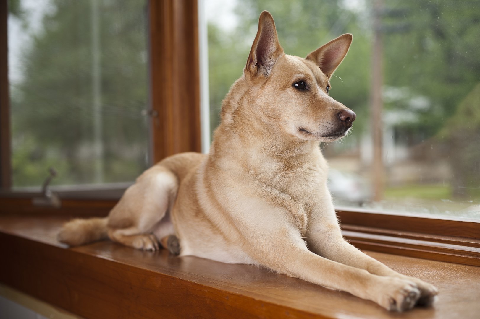 Perro acostado. | Imagen tomada de:Wikimedia Perro acostado. | Imagen tomada de:Wikimedia
