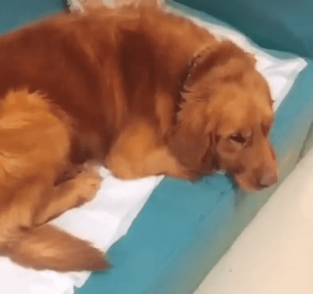 Perro acostado / Imagen tomada de: Facebook / NTDTelevision