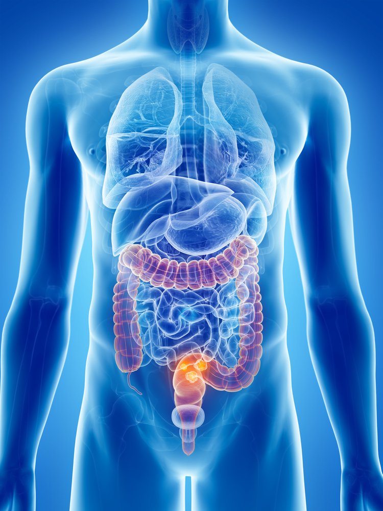 Imagen en 3D del sistema intestinal humano. Fuente: Shutterstock