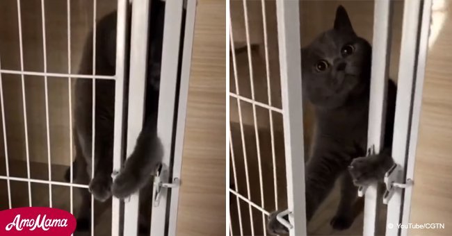 Cat in cage is about to escape but hilariously shuts gate when owner catches him red-handed