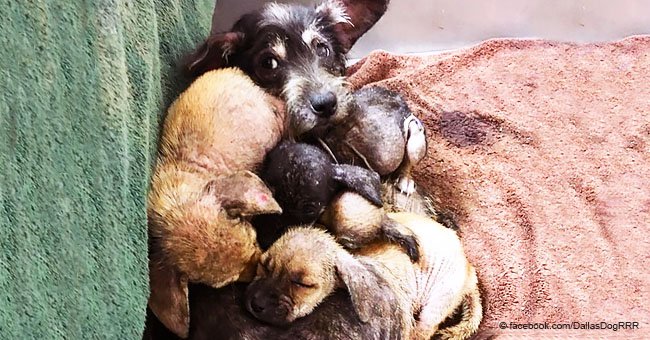 Sick mama dog at the shelter protected her puppies until the right family finally noticed them