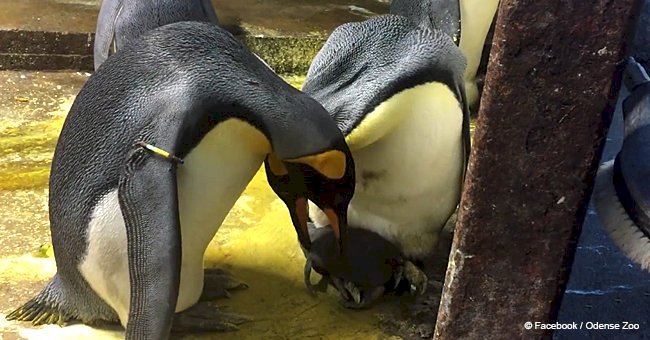 Gay penguin couple steals chick from other family at the zoo while its parents were swimming