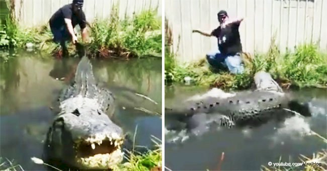 Man plays with alligator and faces animal's fury 