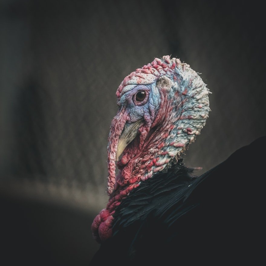 There was a big turkey's head mounted on the wall | Source: Unsplash