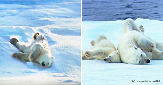 Video of mama polar bear and her cubs drying off after a swim continues to warm hearts