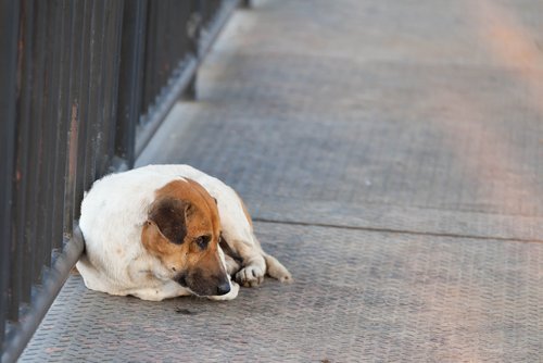 Un chien perdu dans la rue | Photo : Shutterstock