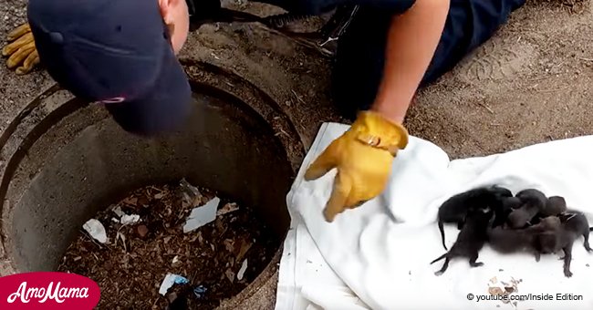 Firefighters rescue 8 'puppies' and discover that they were not even dogs