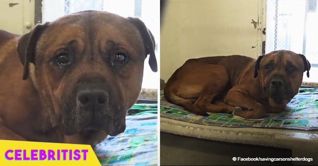 Dog can't stop crying after realizing he's been abandoned at shelter