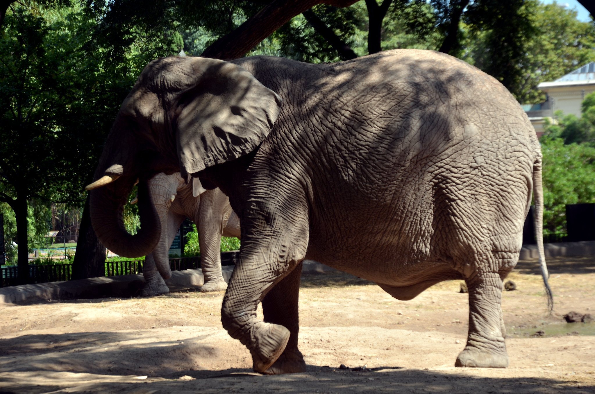 Elefante caminando por la tierra. | Imagen: Flickr