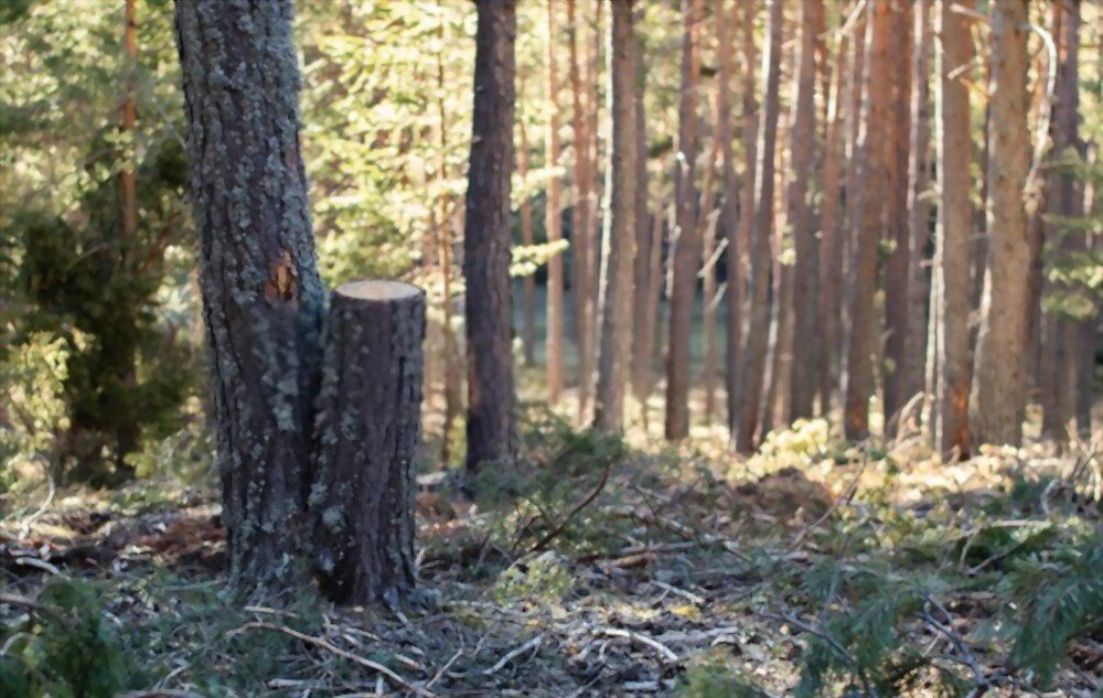 Recherche dans les bois. | Photo : Shutterstock