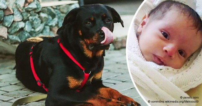 Rottweiler saved child's life after mother abandoned him