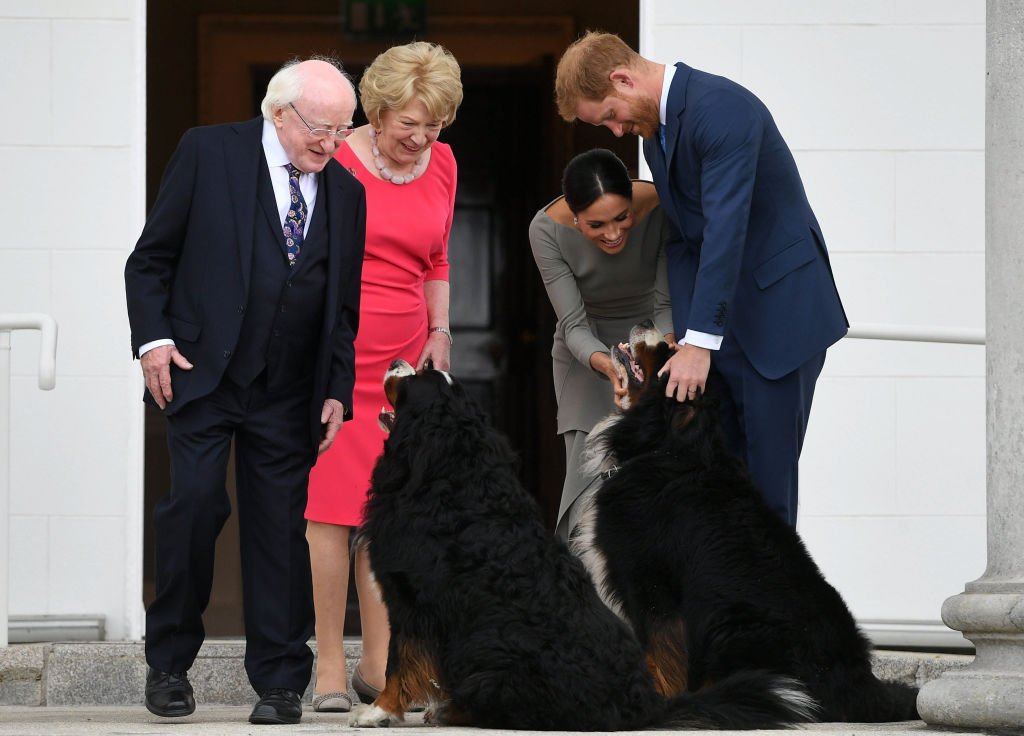 Prince Harry and Meghan Markle pet Bernese Mountain dogs, Brod and Sioda during a visit with Ireland's President Michael Higgins and his wife Sabina Higgins at Aras an Uachtarain on July 11, 2018 in Dublin, Ireland | Source: Getty Images (Photo by Pool/Samir Hussein/WireImage)