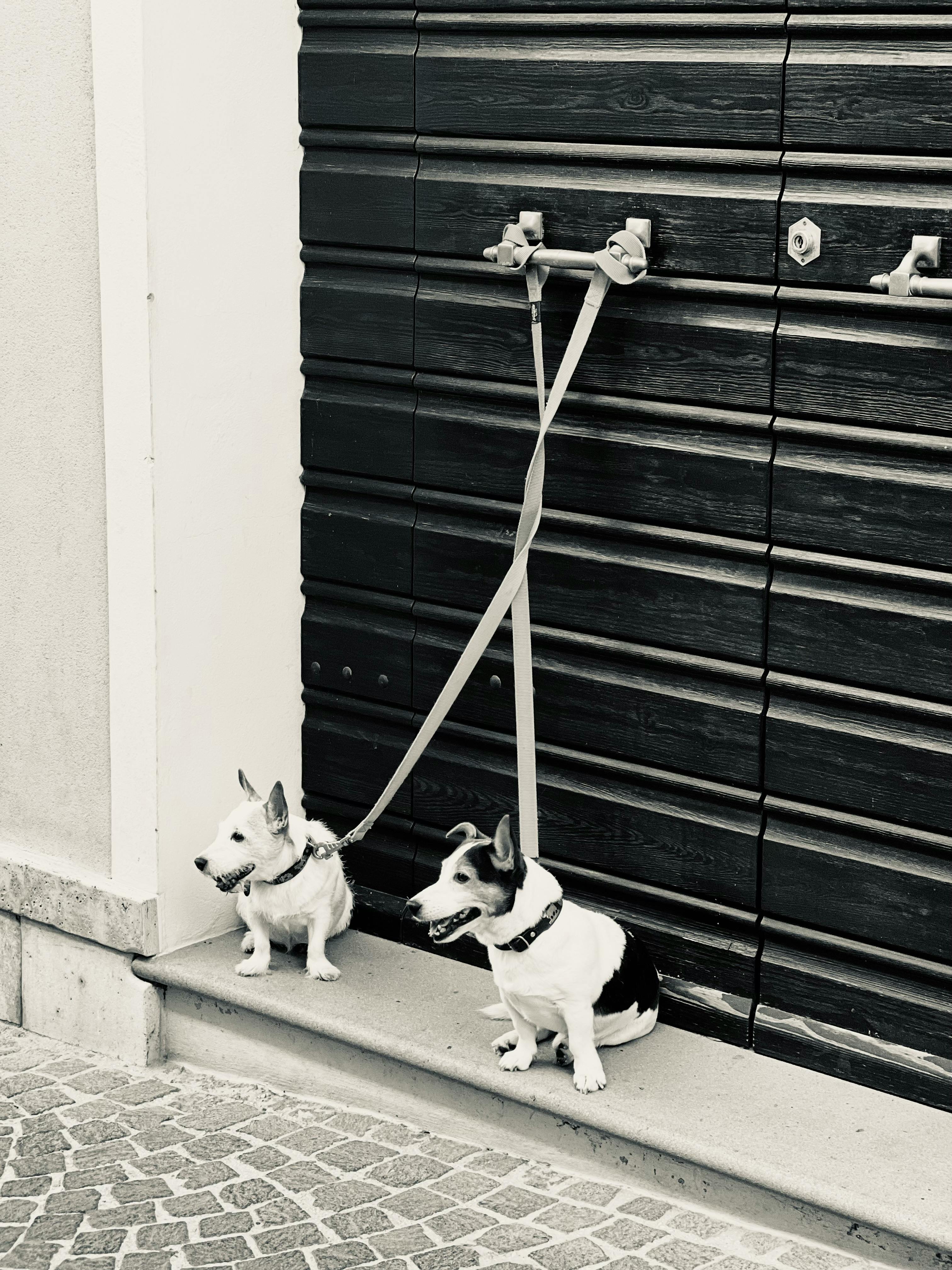 Two dogs tied up outside | Source: Pexels