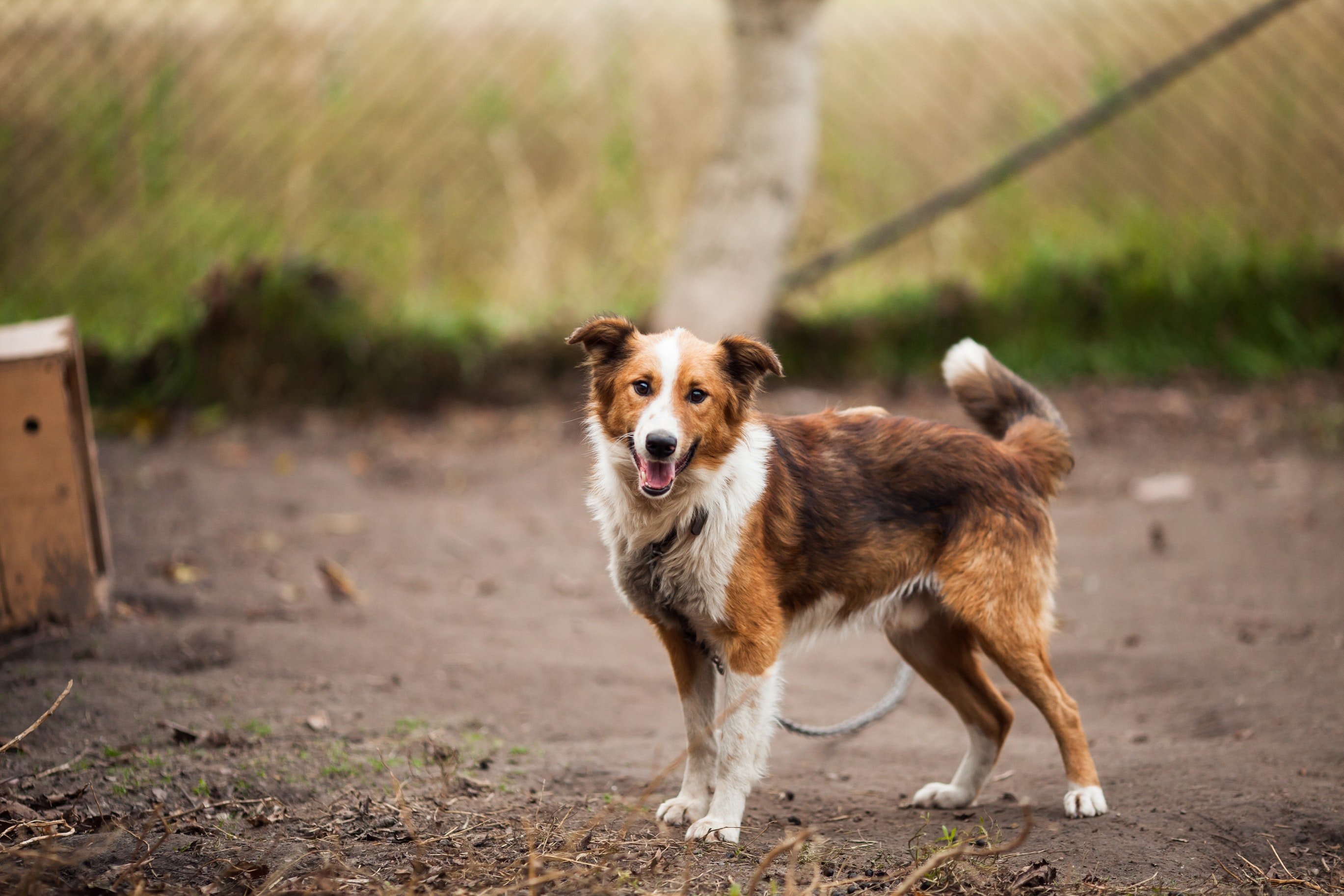 Der Bürgermeister hat Rebecca gebeten, ein Tierheim für Hunde zu leiten. | Quelle: Pexels