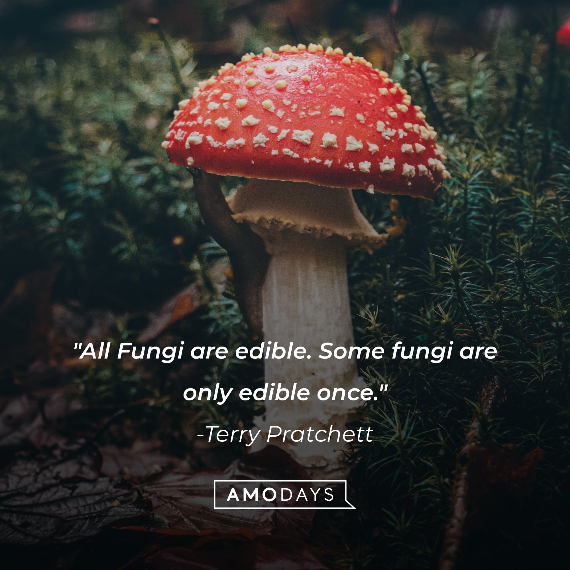 Terry Pratchett’s quote: "All Fungi are edible. Some fungi are only edible once." | Image: AmoDays