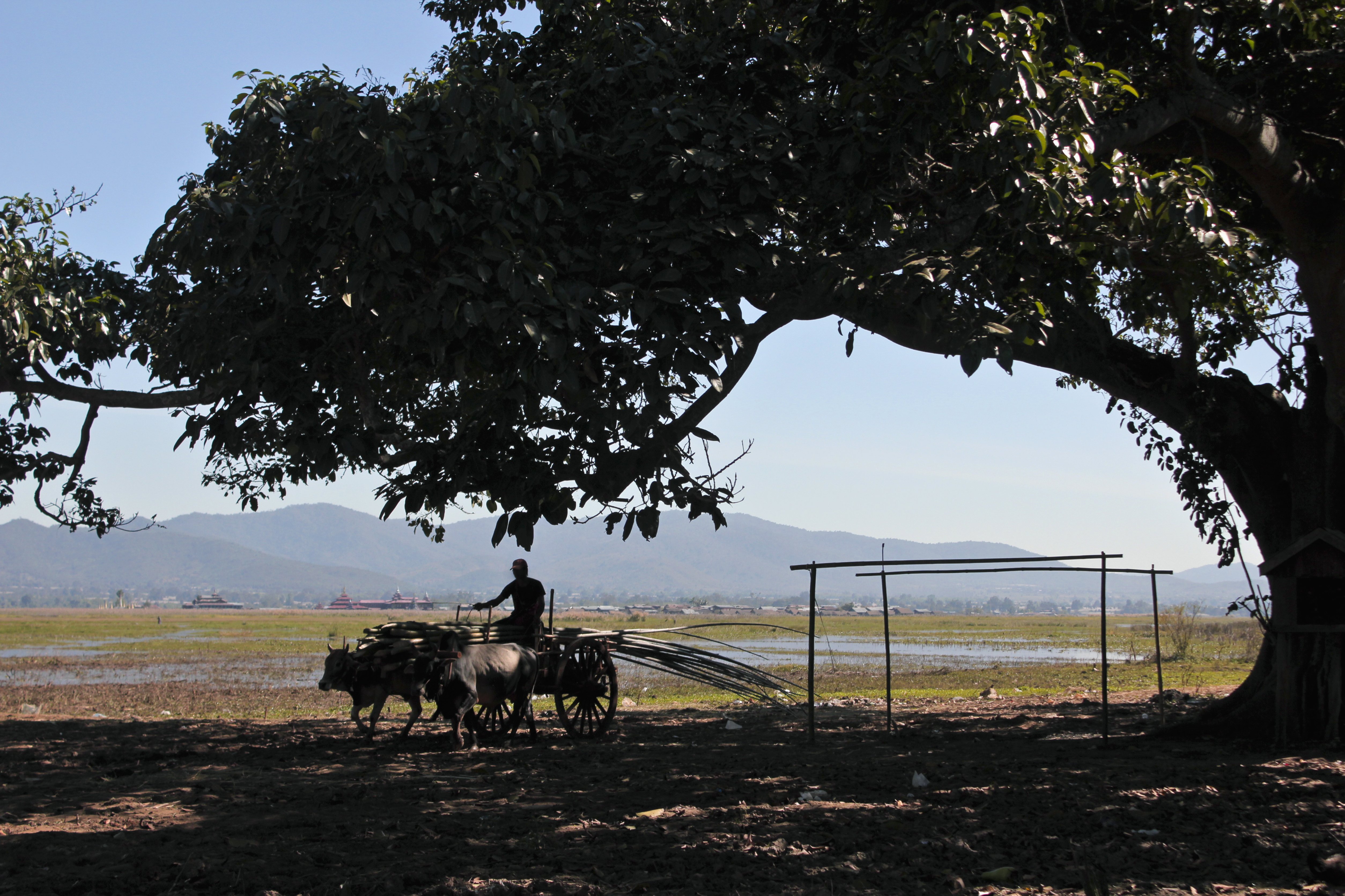 A farmer driving an ox cart, Inle Lake, Burma | Photo: Getty Images