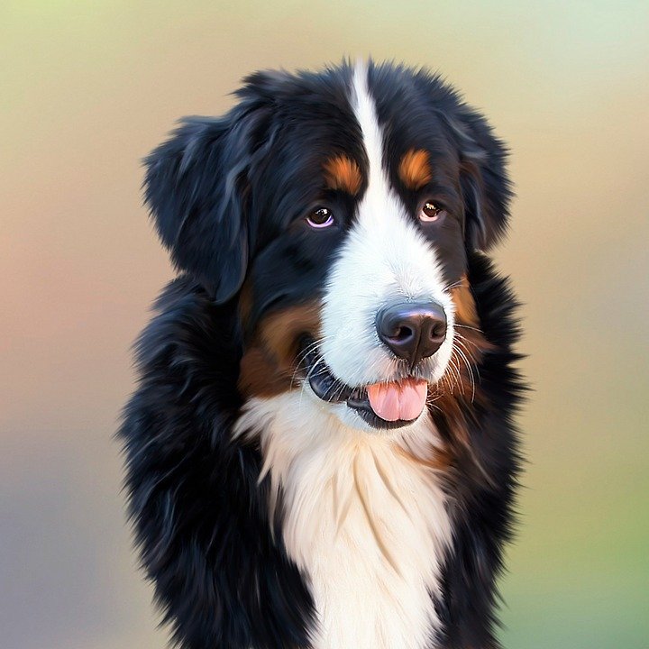 Un chien | Photo : Pixabay Un chien | Photo : Pixabay