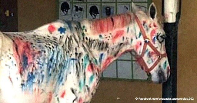 School children used a white horse as a canvas and cause outrage