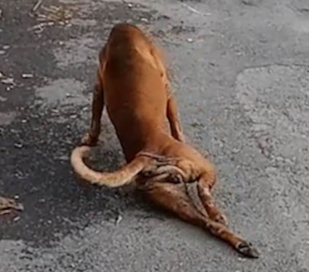 Geaby traîne sa "patte cassée" de derrière sur le sol. | Photo: Facebook / Daily Mail Geaby traîne sa "patte cassée" de derrière sur le sol. | Photo: Facebook / Daily Mail