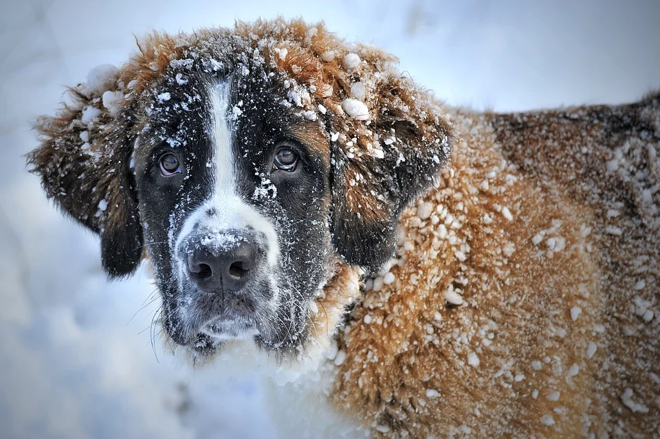Perro bajo la nieve. | Foto: Pixabay.