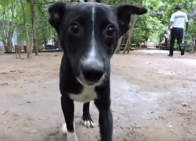 Source: YouTube/ Animal Aid Unlimited, India Source: YouTube/ Animal Aid Unlimited, India