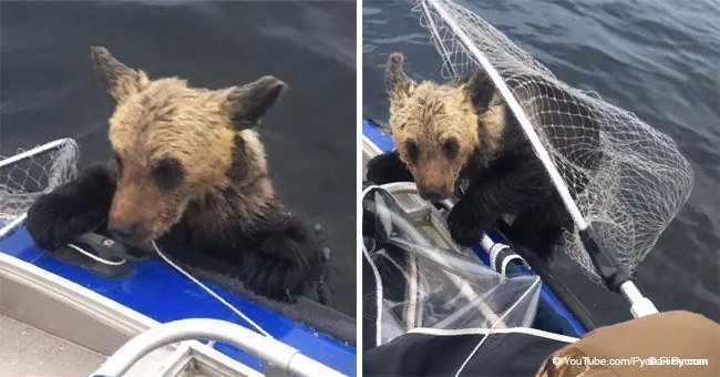 Dramatic moment drowning bear cub pleads for help from fisherman