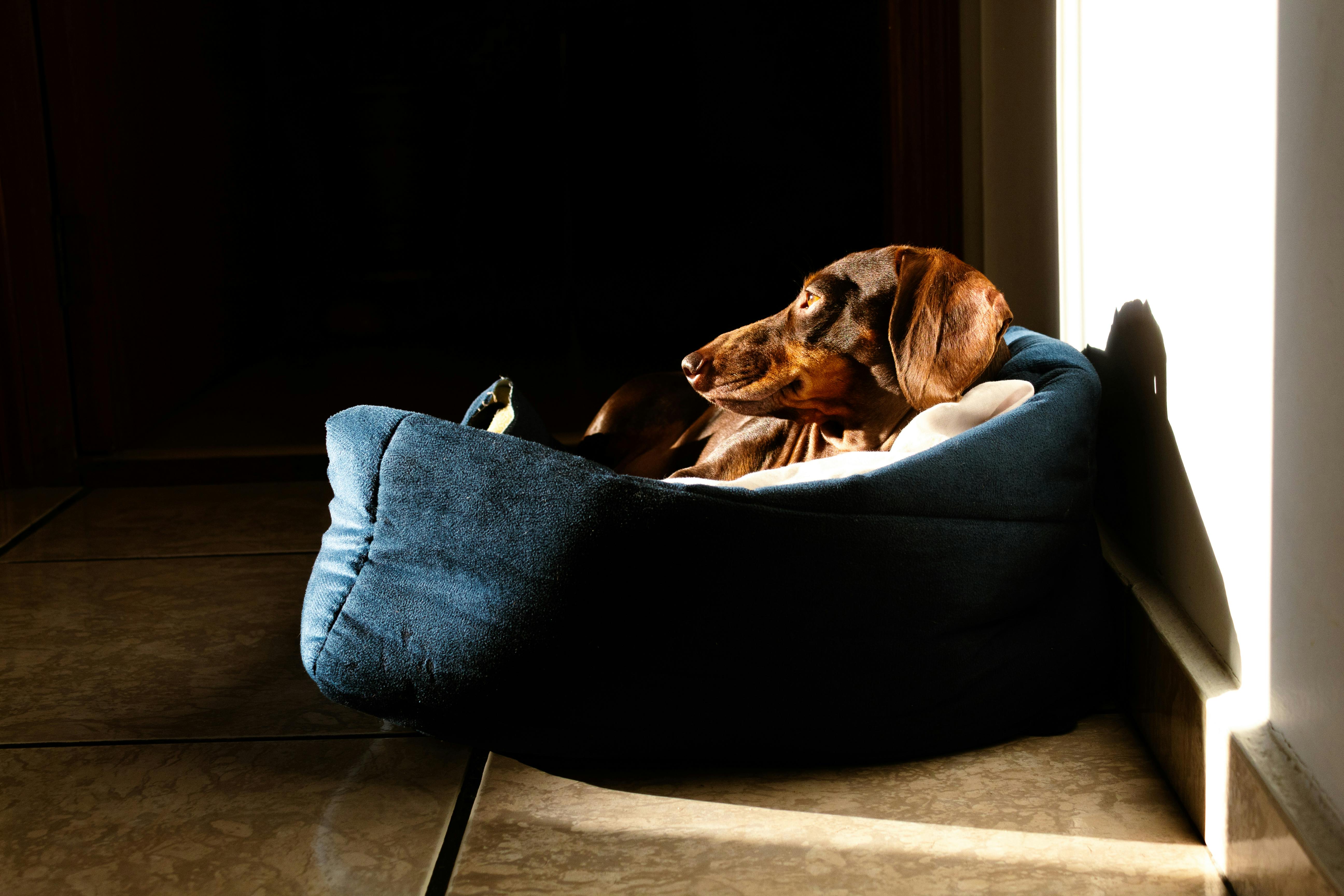 A dog on its pet bed | Source: Pexels