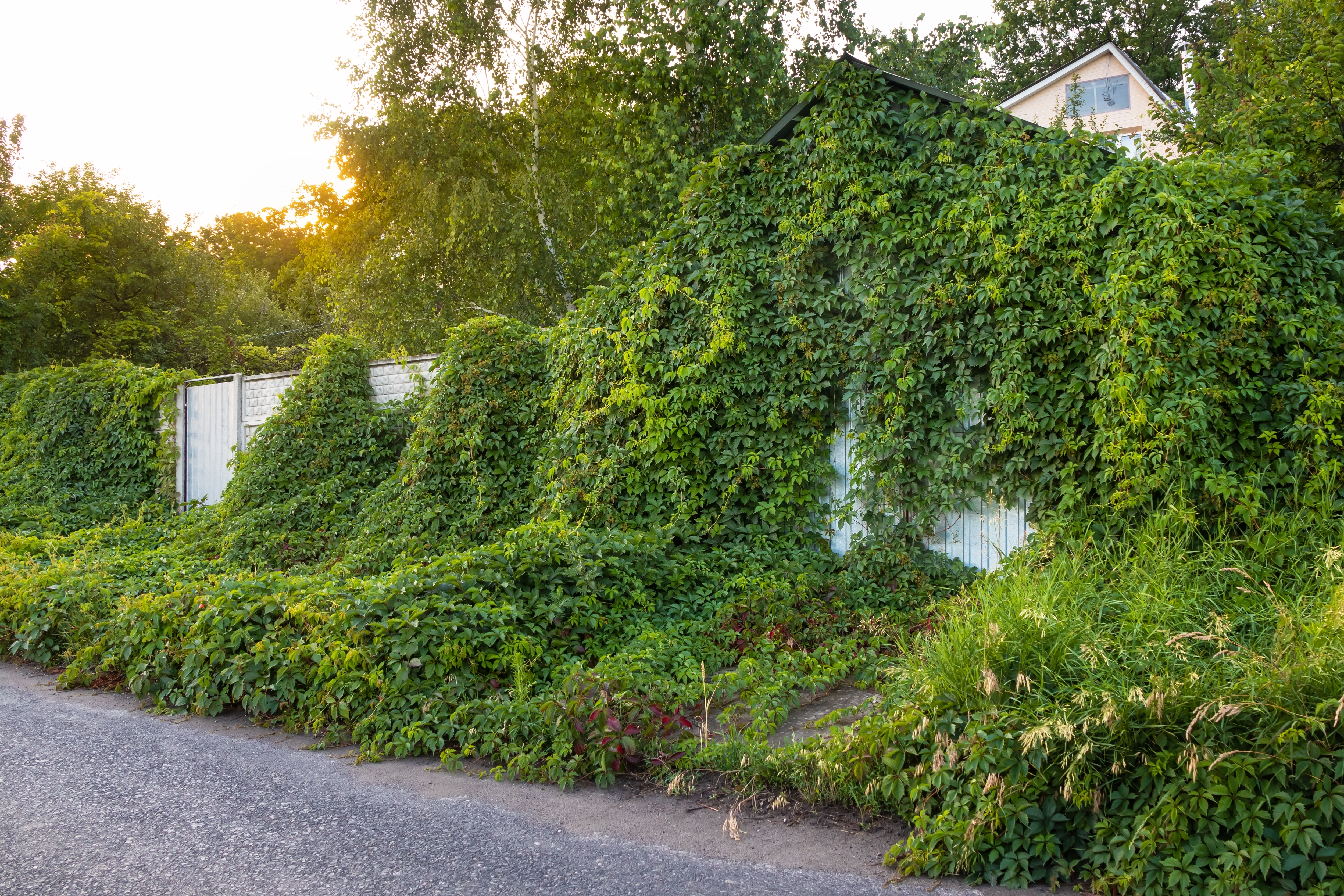 Wild grapes on the fence and garage | Source: Shutterstock.com