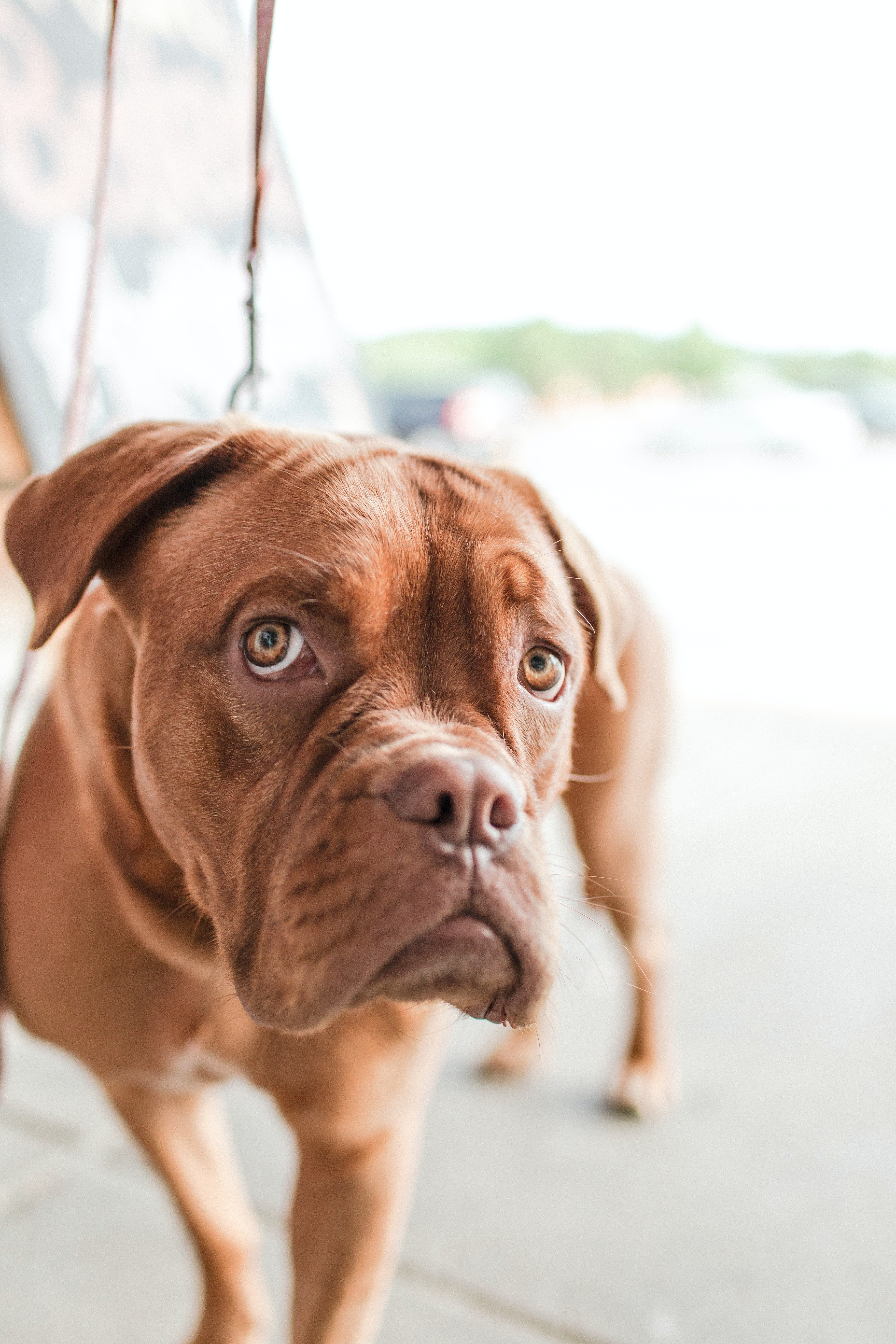 A dog leaning against the wall. | Source: Pexels/ Gratisography