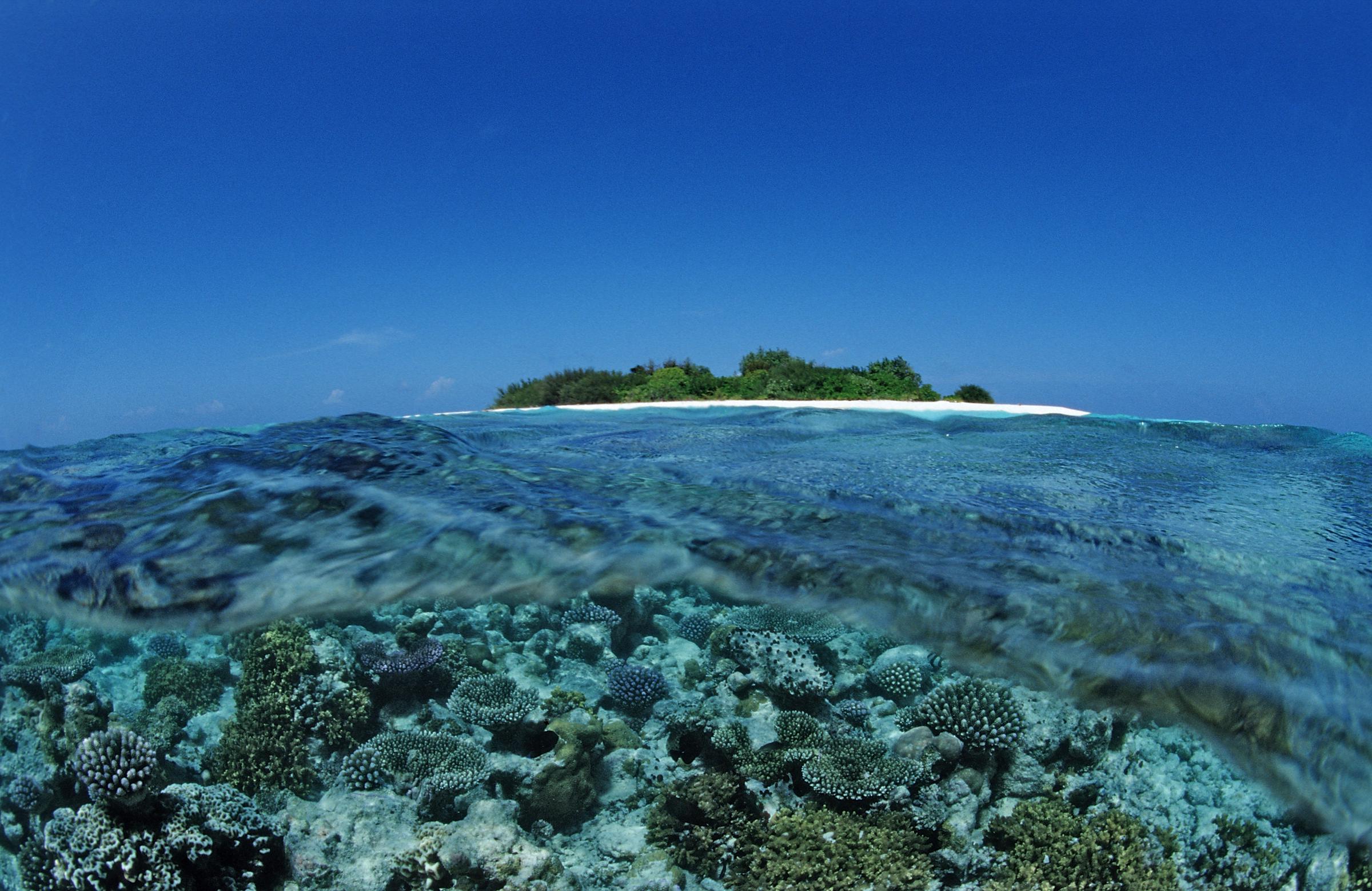 For illustration purposes: Corals close to Maldive Island, Maldives, Indian Ocean, Meemu Atoll | Source: Getty Images