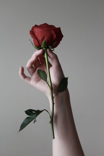 A photo of a rose. | Photo: Unsplash