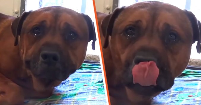 A teary-eyed AJ [Left]. The devastated dog sticks out tongue in an emotional breakdown [Right]. | Source: youtube.com/Pets Treasure