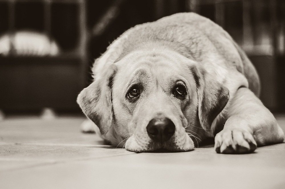 Perro echado con actitud decaída. | Foto: Pixabay