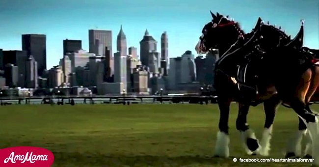 Heartbreaking story behind the 9/11 commercial that only aired once