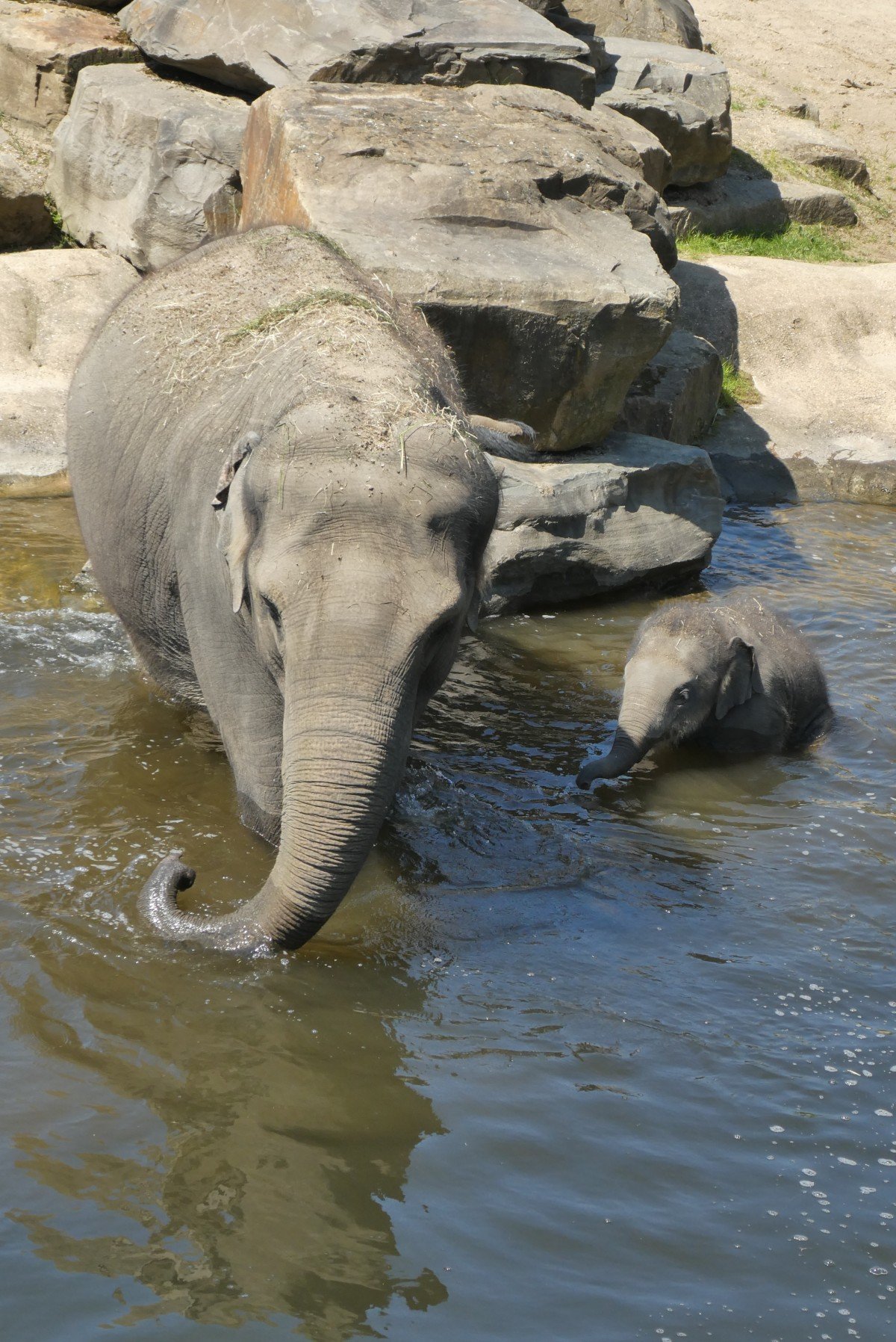 Elefante sumergido en el agua junto a su cría. | Imagen: PxHere