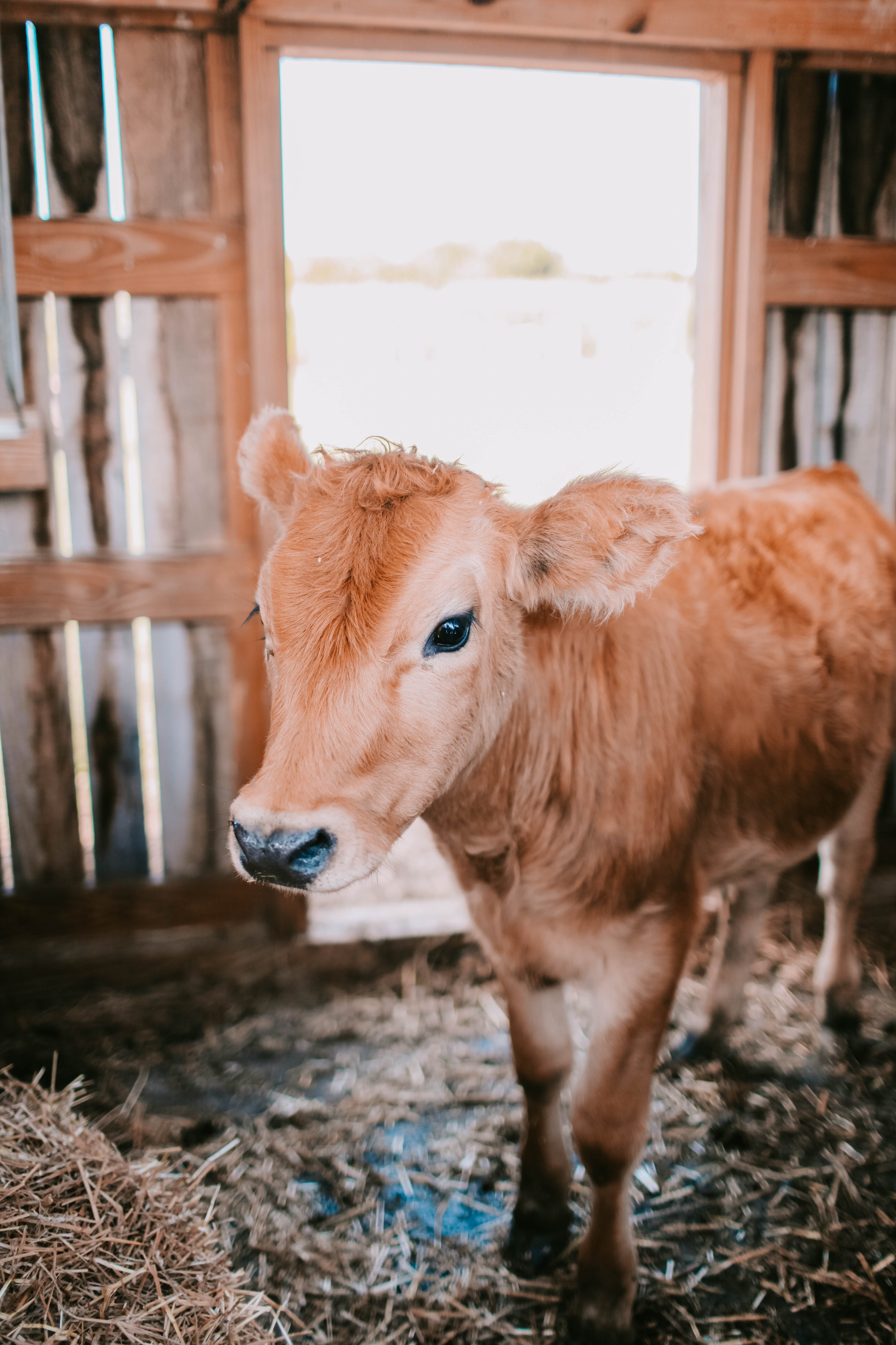 A calf. | Source: Pexels